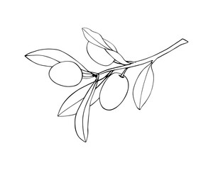 Olive Branch linear icon isolated on white in hand drawn style. Vector contour illustration for frames, labels, and packaging.