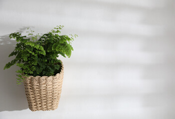 Beautiful fresh fern hanging on white wall. Space for text