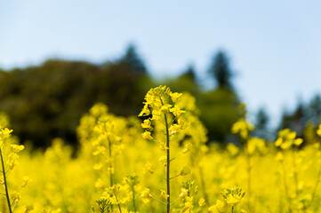 Obraz premium 菜の花畑