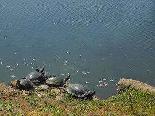 Turtles sunbathe by a pond. Sea turtles basking in the sun on a summer day. Animals in groups.