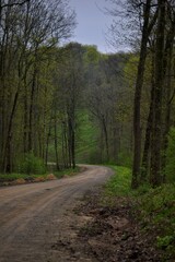 Fototapeta na wymiar path in the woods