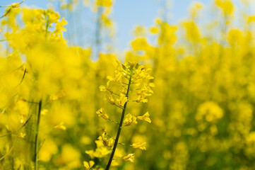 Obraz premium 菜の花畑