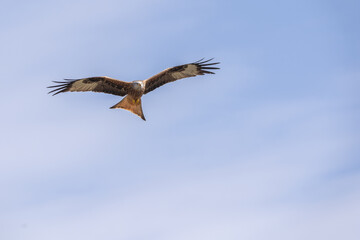 Rotmilan im Flug