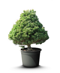 Beautiful bonsai tree in pot isolated on white