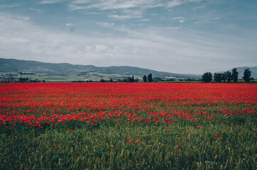 field of red flowers under a cloudy sky