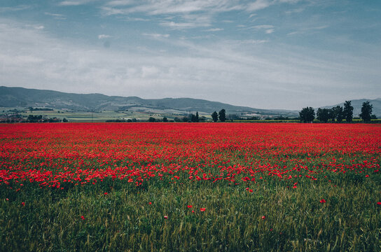 Field Of Red Flowers Under A Cloudy Sky