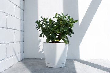Beautiful Crassula ovata, Jade Plant,Money Plant, succulent plant in the sun on the background to a brick white wall. Home decor and gardening concept.