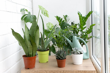 A collection of different house plants: cacti, succulents, monstera in different pots. Home decor and gardening concept.