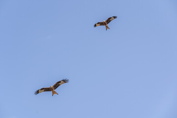 Rotmilan im Flug