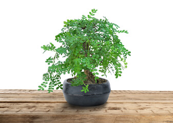 Beautiful bonsai tree in pot on wooden table against white background