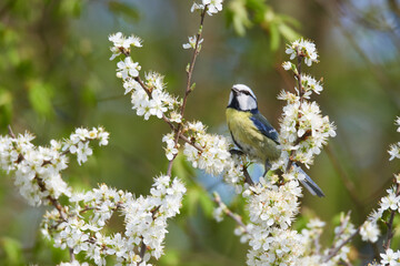 Blaumeise zwischen Schlehdornblüten