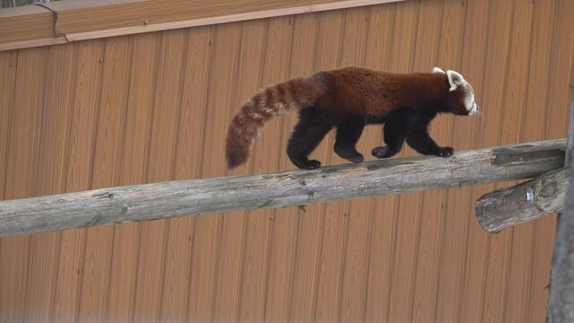Red panda (Ailurus fulgens) walking on a trunk