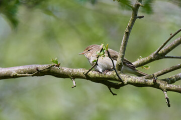  Zilpzalp oder Weidenlaubsänger (Phylloscopus collybita) im Frühjahr
