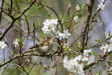  Zilpzalp oder Weidenlaubsänger (Phylloscopus collybita) im Frühjahr