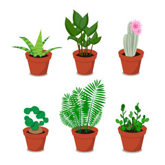 A set of houseplants in pots. Vector flat illustration of plants, flowerpots on a transparent background.