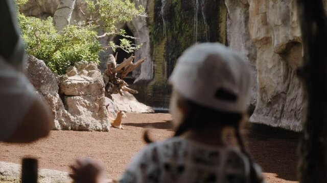 A girl in a cap looks at an antelope and a waterfall. The girl is out of focus.