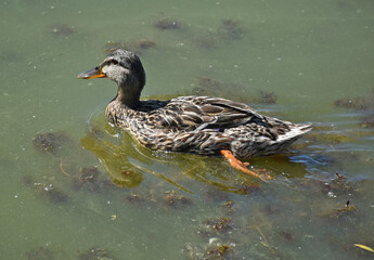 Wild duck is swimming in the lake
