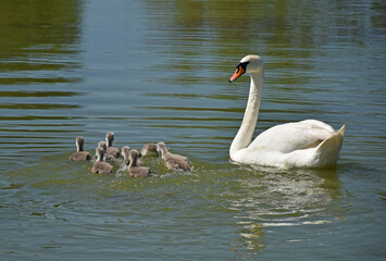 Obraz premium Swans swimming on the lake in spring time