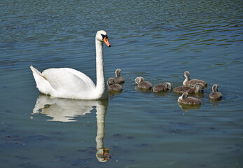 Swans swimming on the lake in spring time