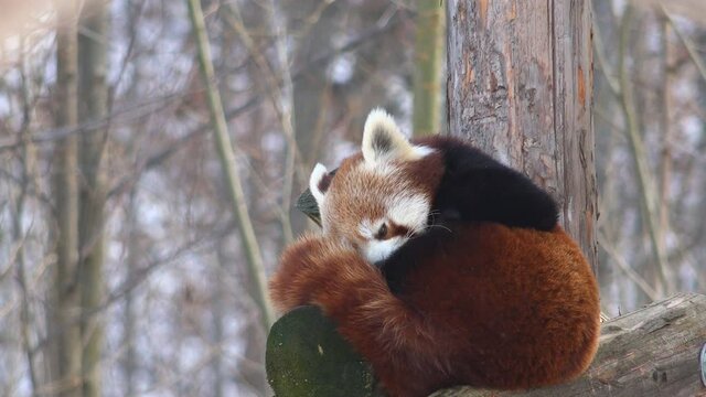 Red panda (Ailurus fulgens) cleaning its fur