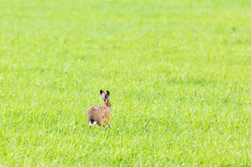 Hare jumping in grass