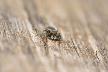 Jumping spider in macro photography 