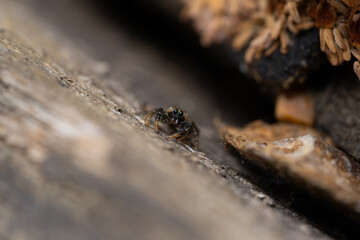 spider on the ground
