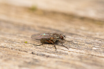 fly on wood