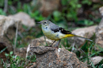 Grey Wagtail