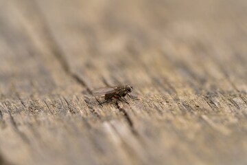 Fly on the wood 