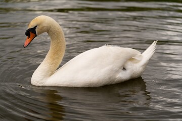 Fototapeta premium swan on the lake