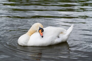 Fototapeta premium swan on the lake
