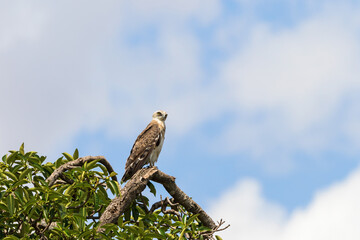 Short-toed snake eagle sitting on a tree branch