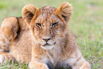 Tired lion cub in the savannah