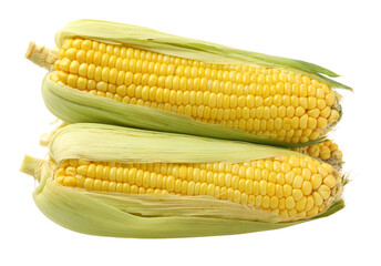 Corn on white background 