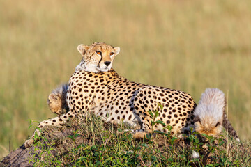 Cheetahs with playful cubs lying in the grass and watching