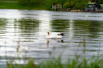 Swan on the lake