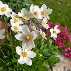 Anemone sylvestris. Beautiful white flowering plant. Rockery garden with small pretty white flowers, nature background.
