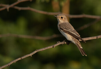 Fototapeta premium Spotted Flycatcher perched on a twig, Bahrain