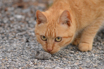 cat on the floor