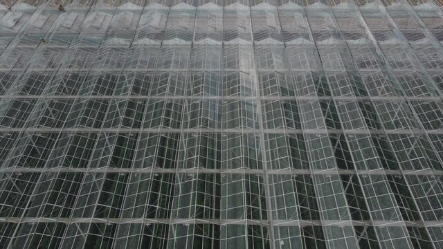 Industrial greenhouse with mediacal marijuana from above, aerial view. View from above of a warmhouse with transparent ceiling	
