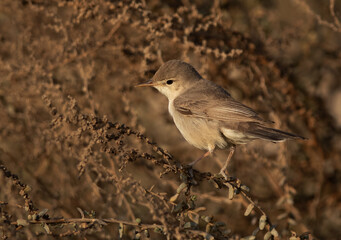 Obraz premium Eastern olivaceous warbler perched on bush, Bahrain