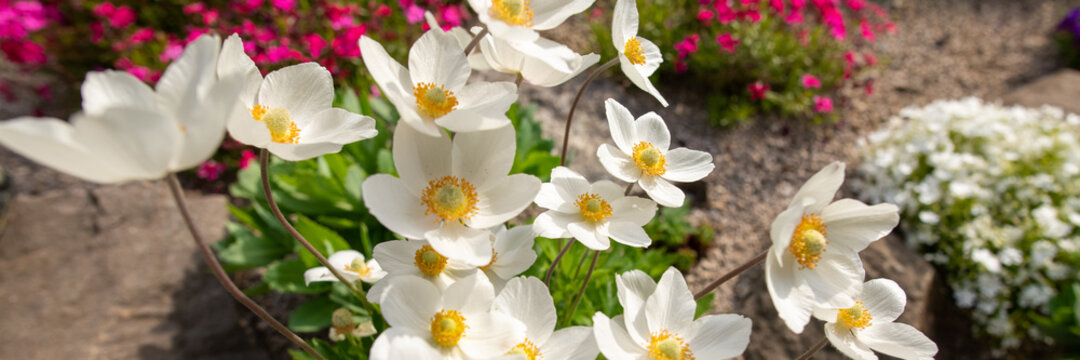 Anemone sylvestris. Beautiful white flowering plant. Rockery garden with small pretty white flowers, nature web banner.
