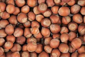 Unpeeled hazelnuts background texture. hazelnuts in shell