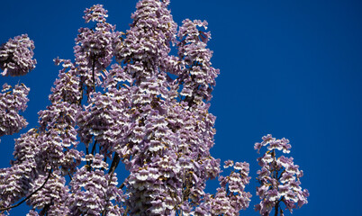 Blossom bells flowers of Paulownia tomentosa tree against blue sky in public landscape city park...