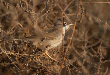 Common whitethroat hiding in bush, Bahrain