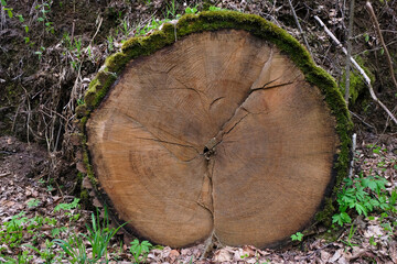 Cross section of sawn mighty oak on forest background. The bark is overgrown with green moss. Copy...