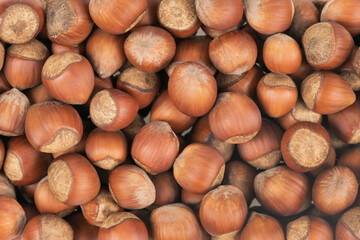 Unpeeled hazelnuts background texture. hazelnuts in shell