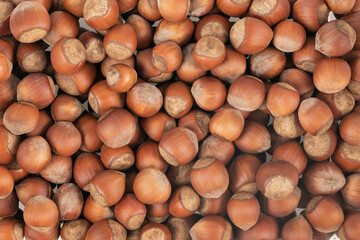 Unpeeled hazelnuts background texture. hazelnuts in shell