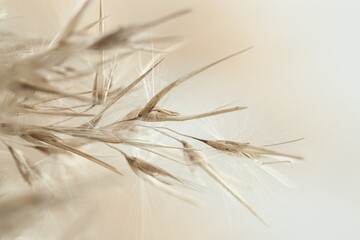 Dry cool tones beige romantic cane reed rush flowers with fluffy buds on blur natural background macro